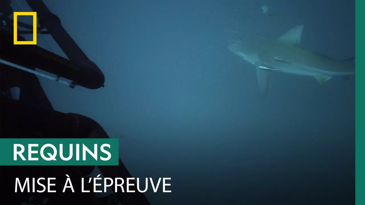 Documentaire Premier essai d’une cage en plastique au milieu des requins