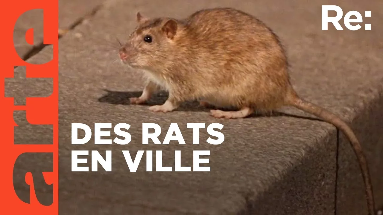 Documentaire Rats : peur sur la ville