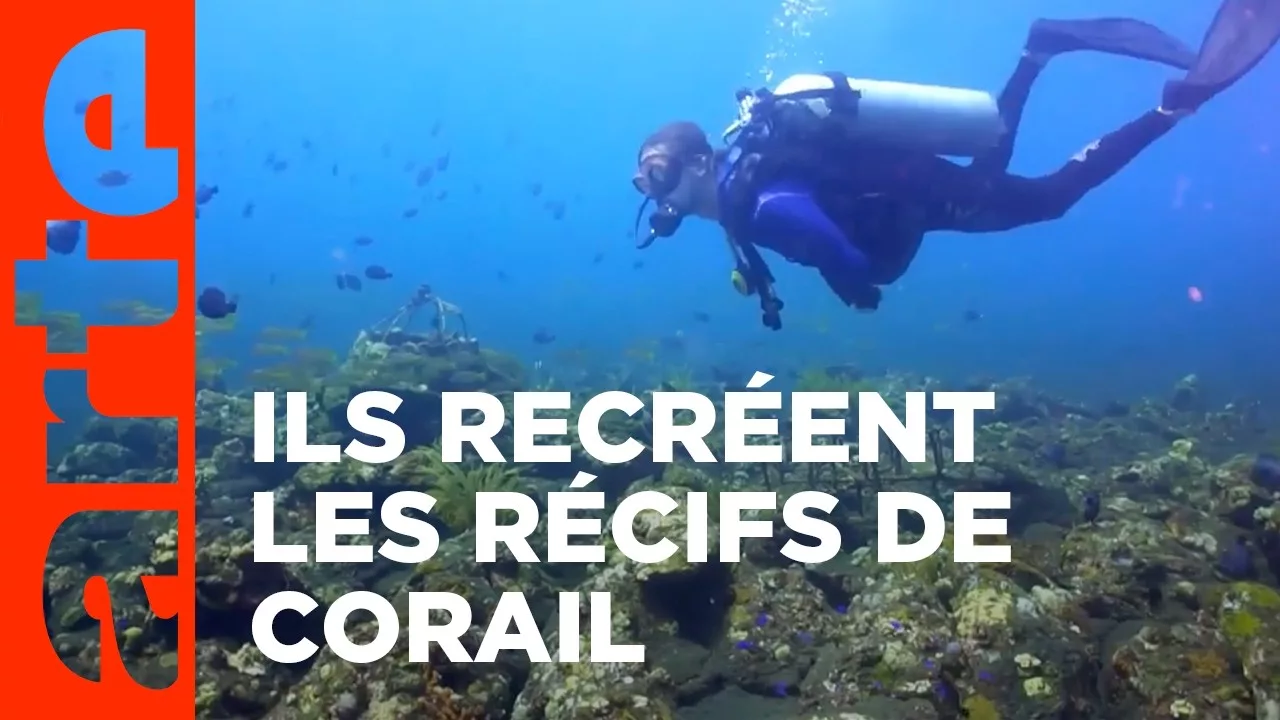 Restaurer les coraux et lutter pour un droit à l'ombre - Vivre avec le changement climatique