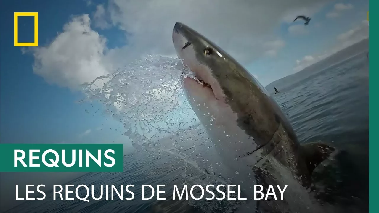 Documentaire Sur la piste des derniers grands requins blancs en Afrique du Sud