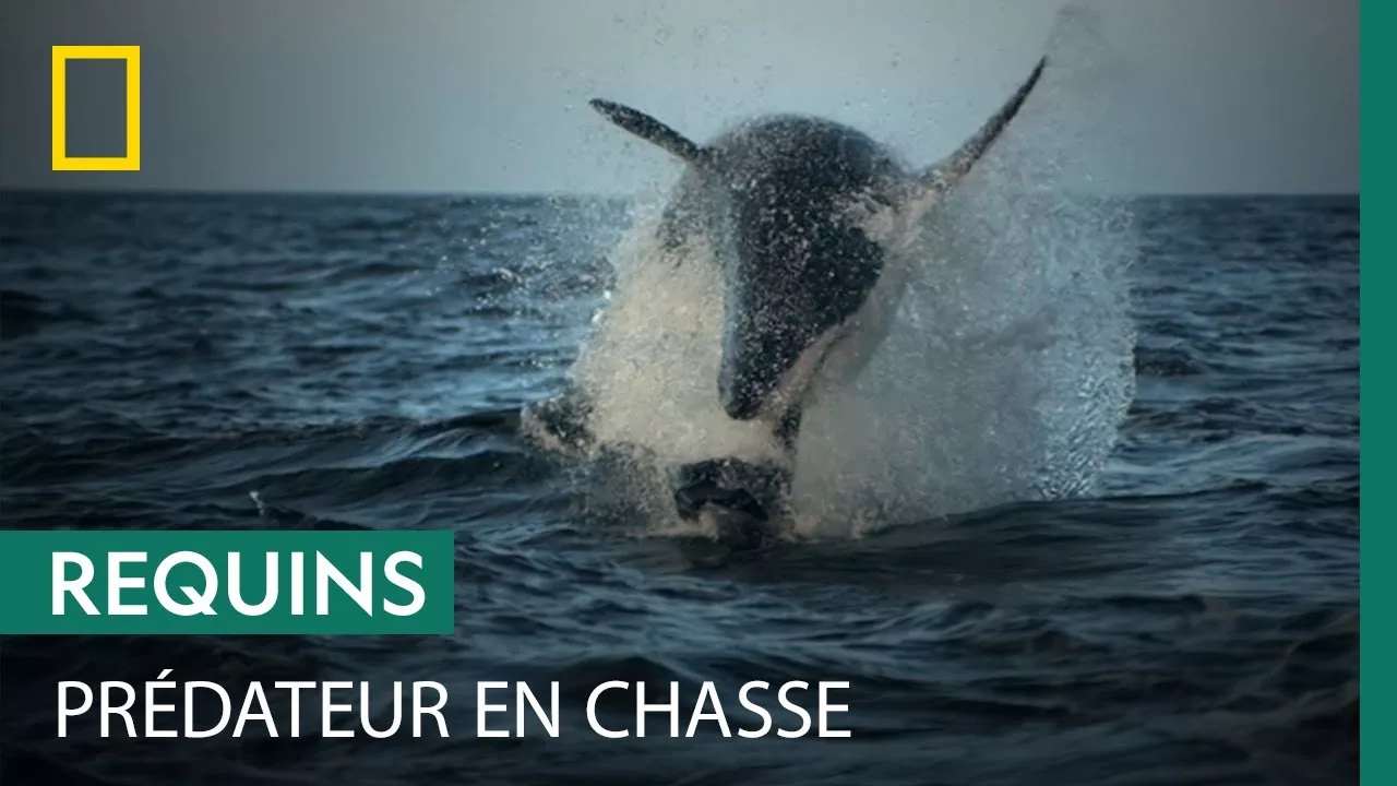 Documentaire Un jeune phoque tente d’échapper à un requin en chasse