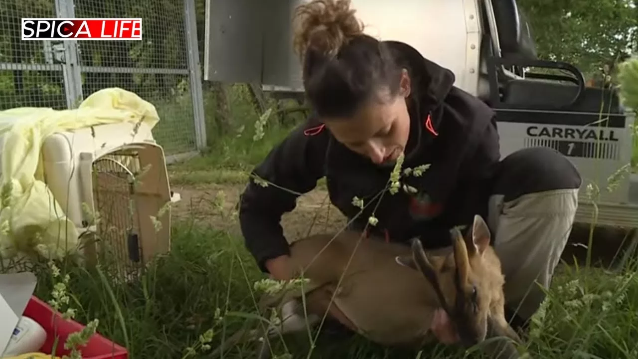 Documentaire Zoo de Branféré : le nouveau défi des vétérinaires