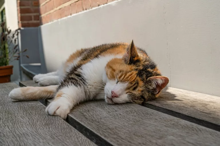 Article | Comment rafraîchir un chat en pleine canicule ?