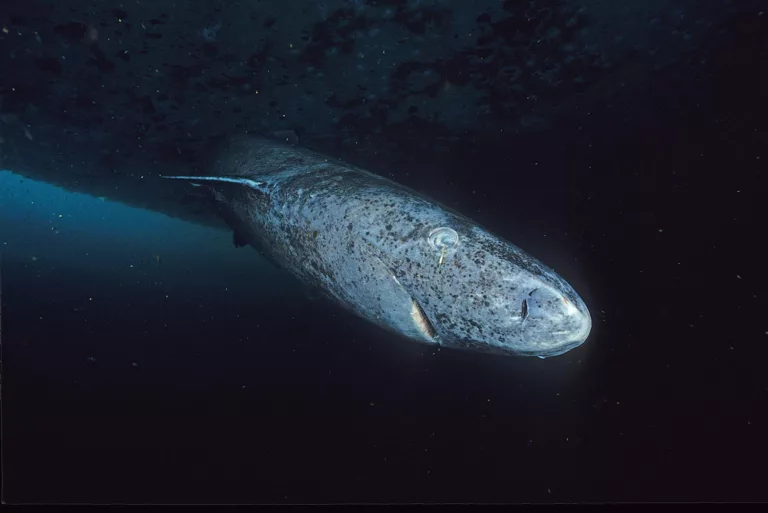 Article | La longévité incroyable du requin du Groenland