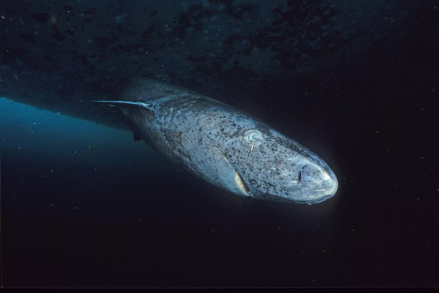 Documentaire La longévité incroyable du requin du Groenland