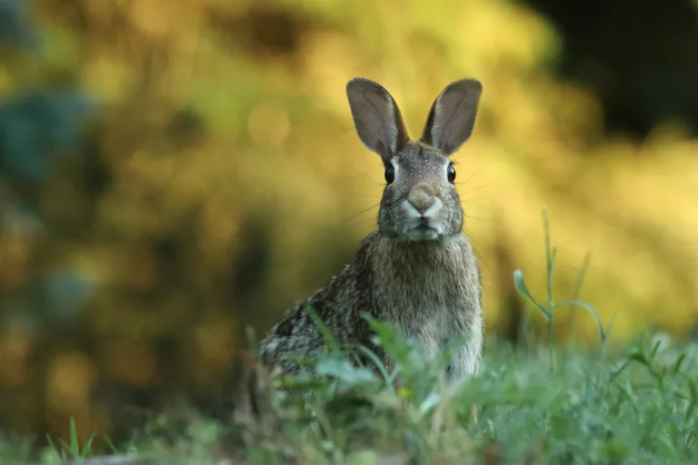 Article | Lapin ou lièvre : comment les différencier ?