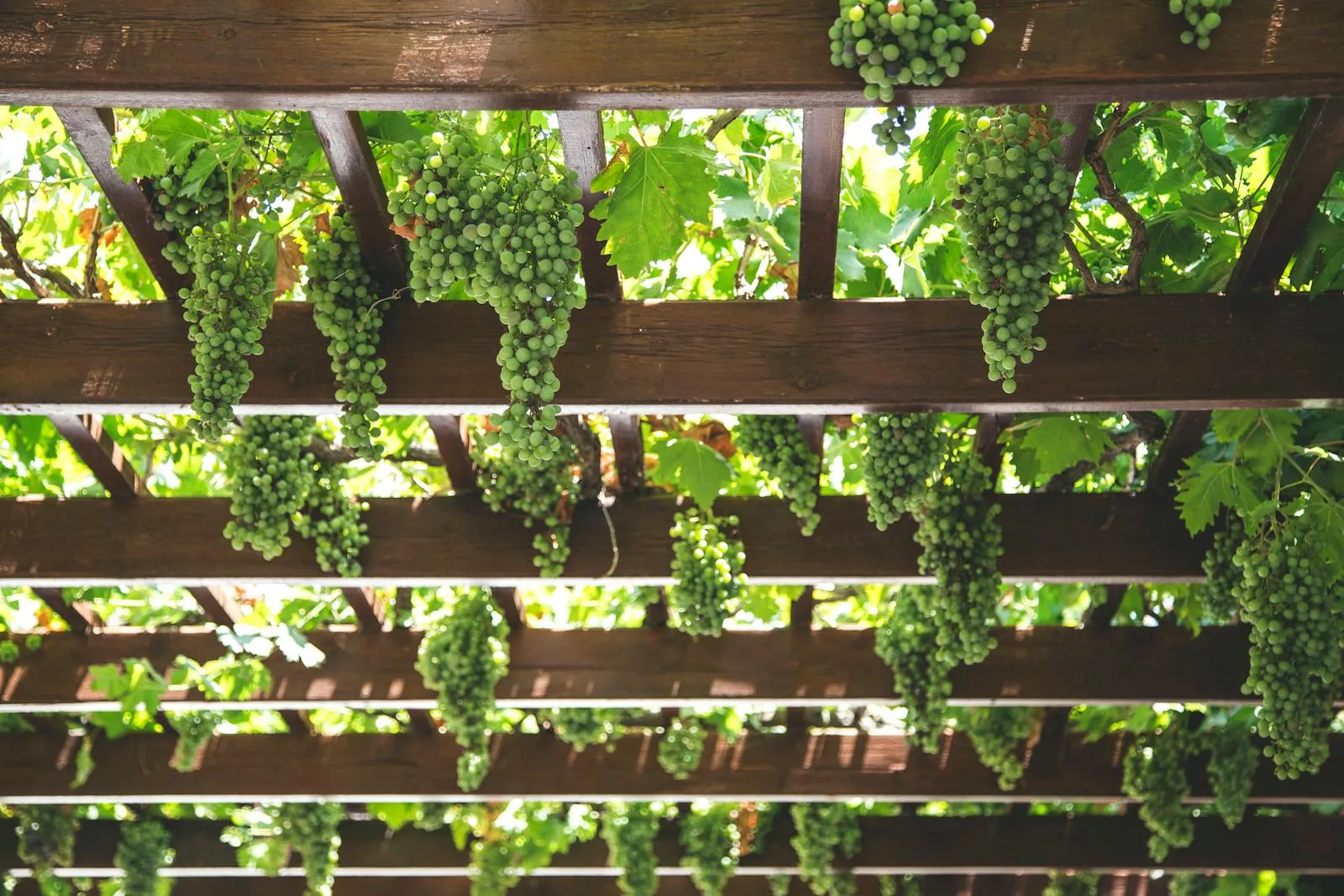 Le bois pour une pergola : le teck