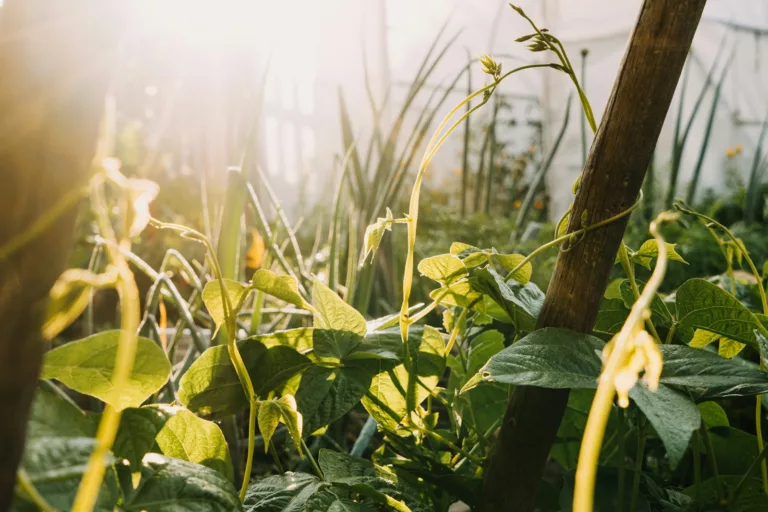 Article | Les 3 principes de la permaculture