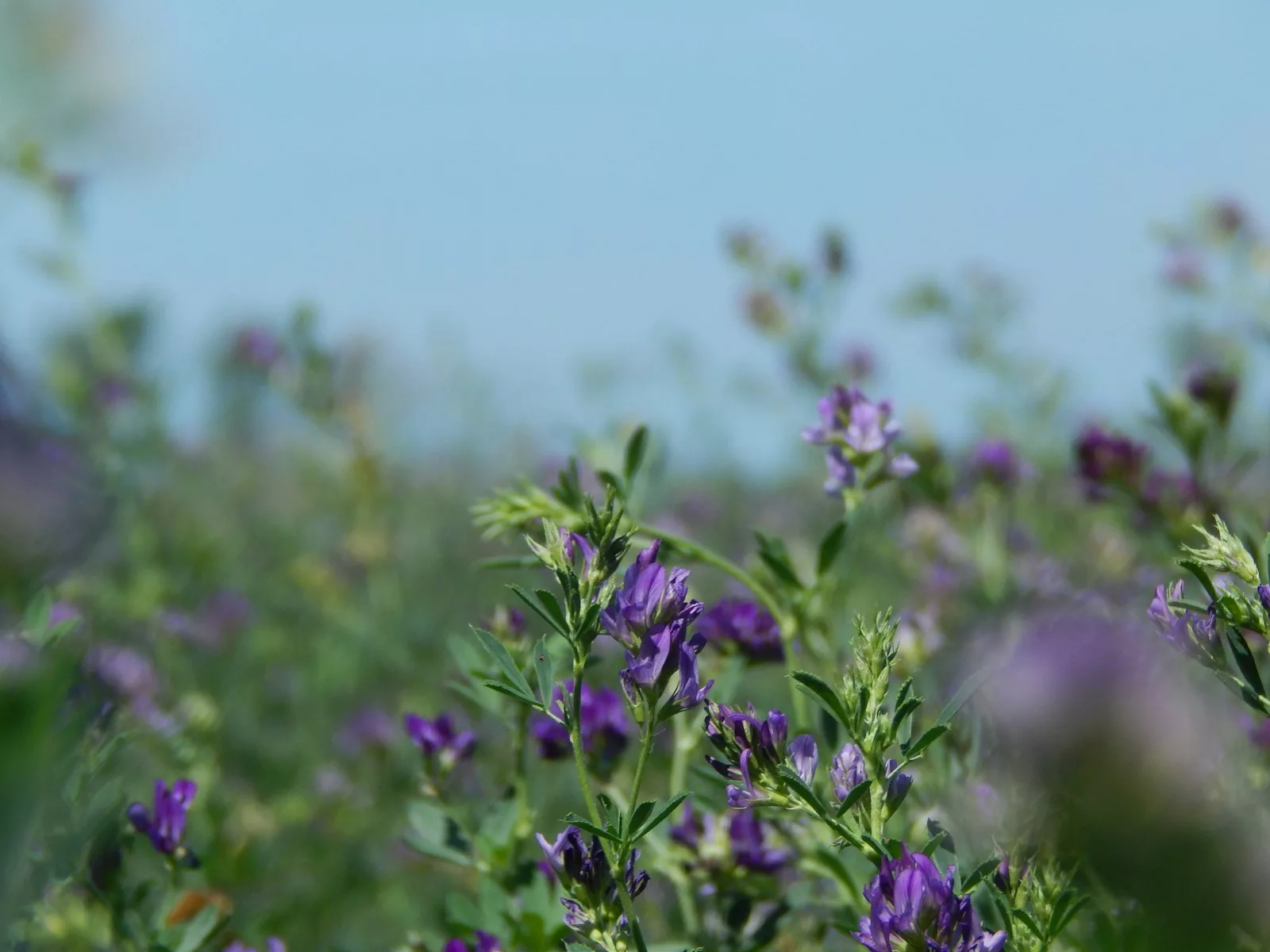 Les graines d'alfalfa représentent un ajout précieux à une alimentation saine et équilibrée