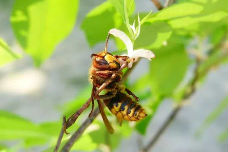 Article | Quels remèdes naturels contre les piqûres de guêpe ?