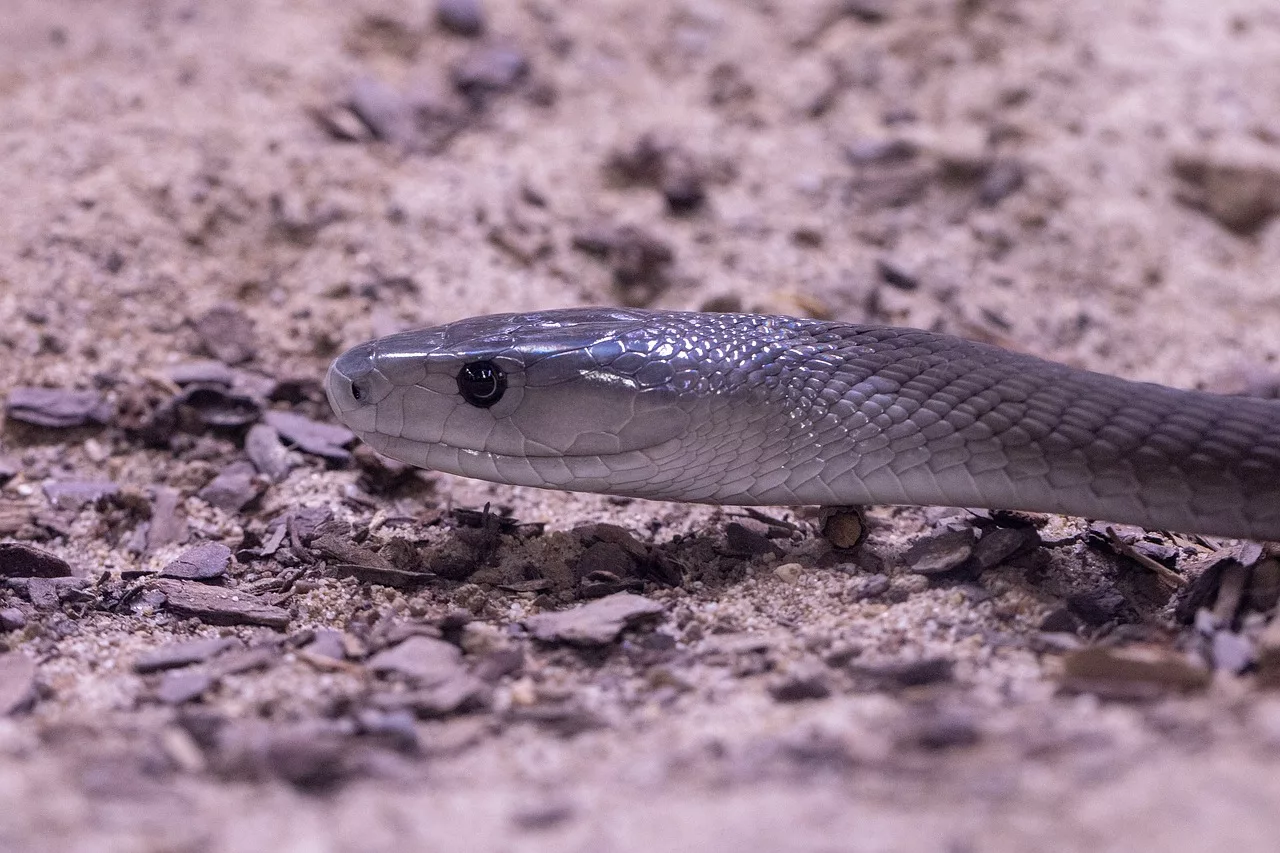 Documentaire Quels sont les serpents les plus rapides ?