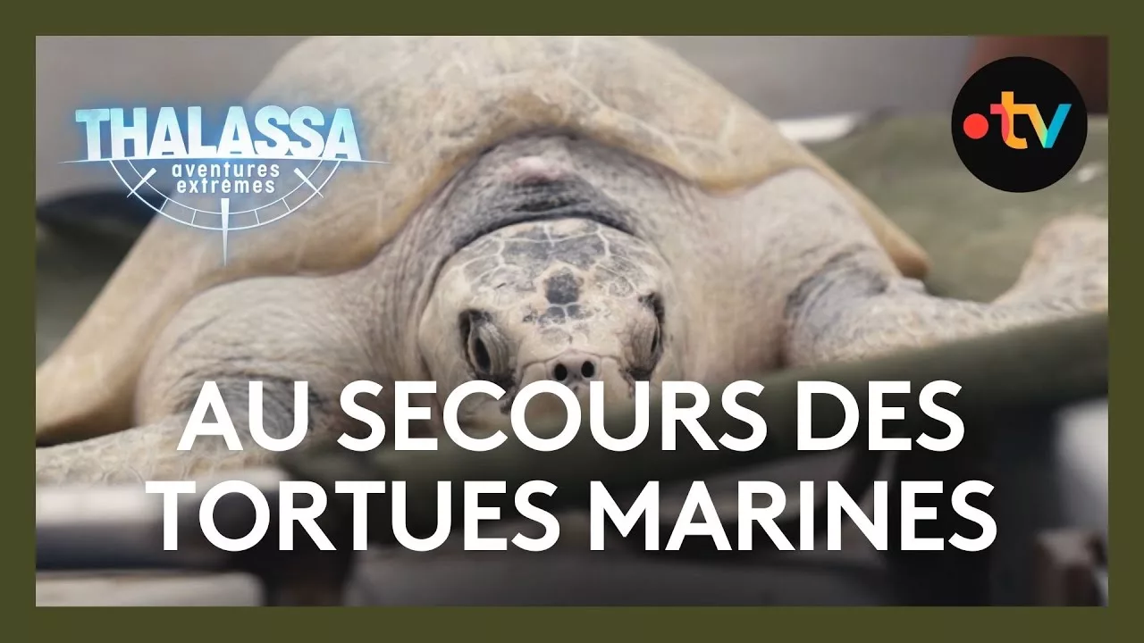 24h dans un centre de soins pour tortues marines