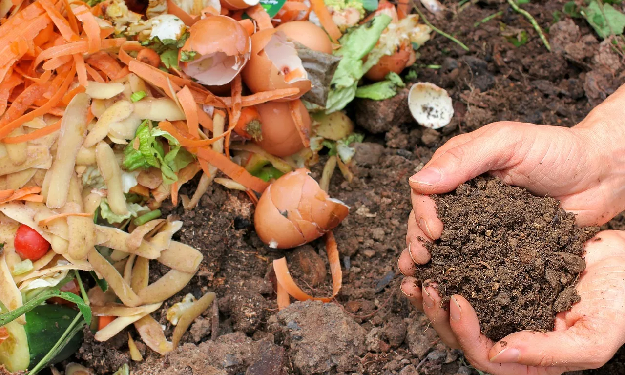 Planter directement dans du compost pur est une pratique qui peut sembler attrayante mais cette approche comporte plusieurs risques : excès de nutriments, la rétention d'eau excessive et la texture inadaptée.