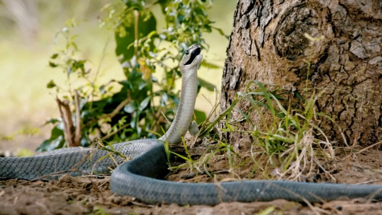 Afrique du Sud : face au dangereux mamba noir