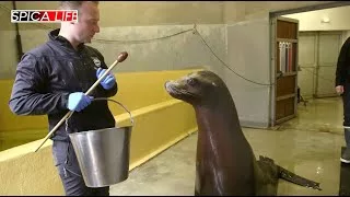 Documentaire Au cœur de l’aquarium : le quotidien des soigneurs