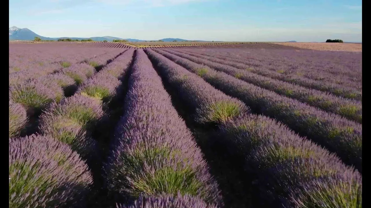 Documentaire St-Remy-de-Provence, la capitale des Alpilles