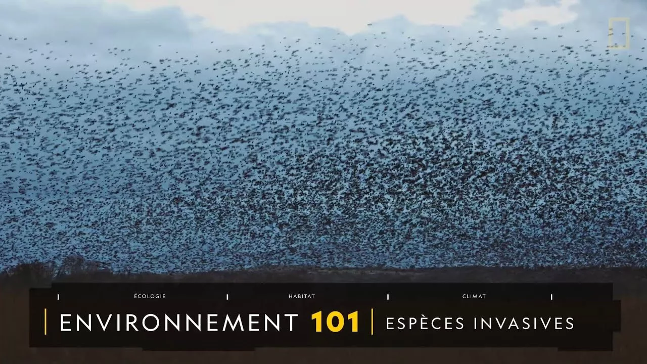 Documentaire Comprendre les espèces invasives