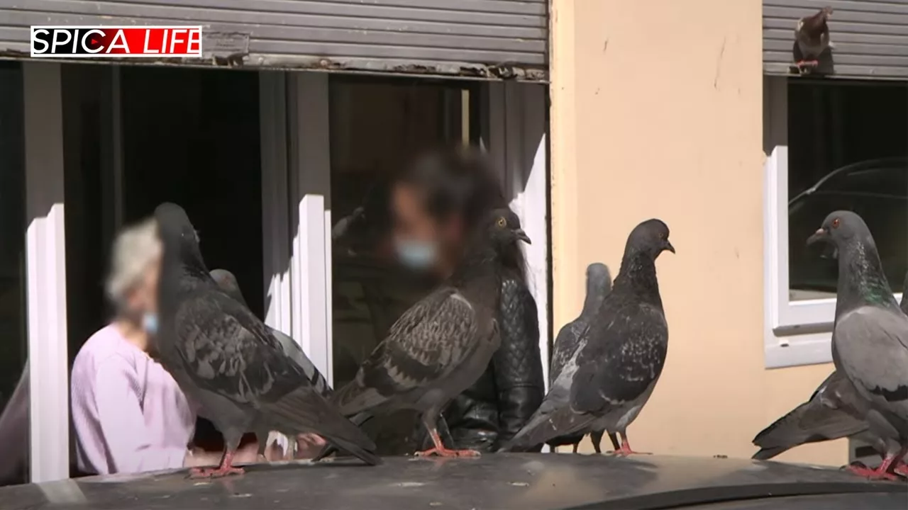 Cauchemar à Nice, l'invasion des pigeons