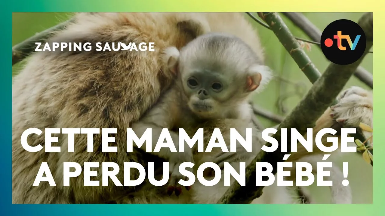 Ce bébé singe doré échappe à la surveillance de sa mère !