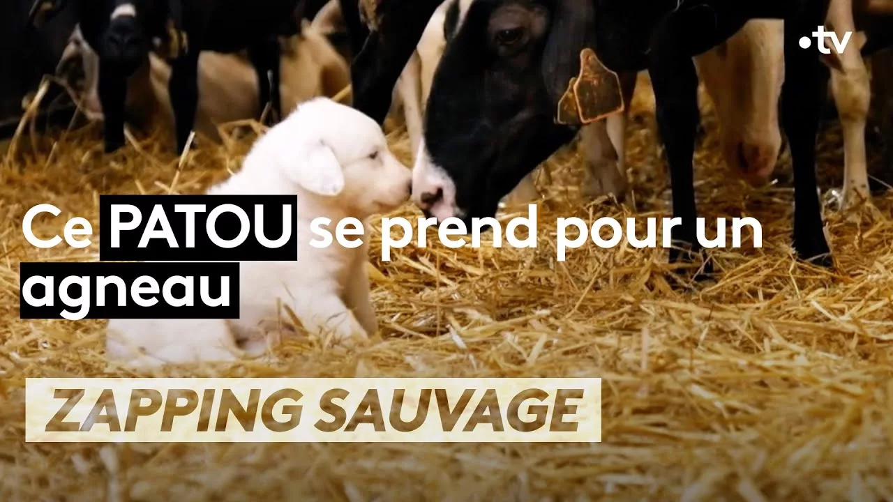 Documentaire Ce patou se prend pour un agneau