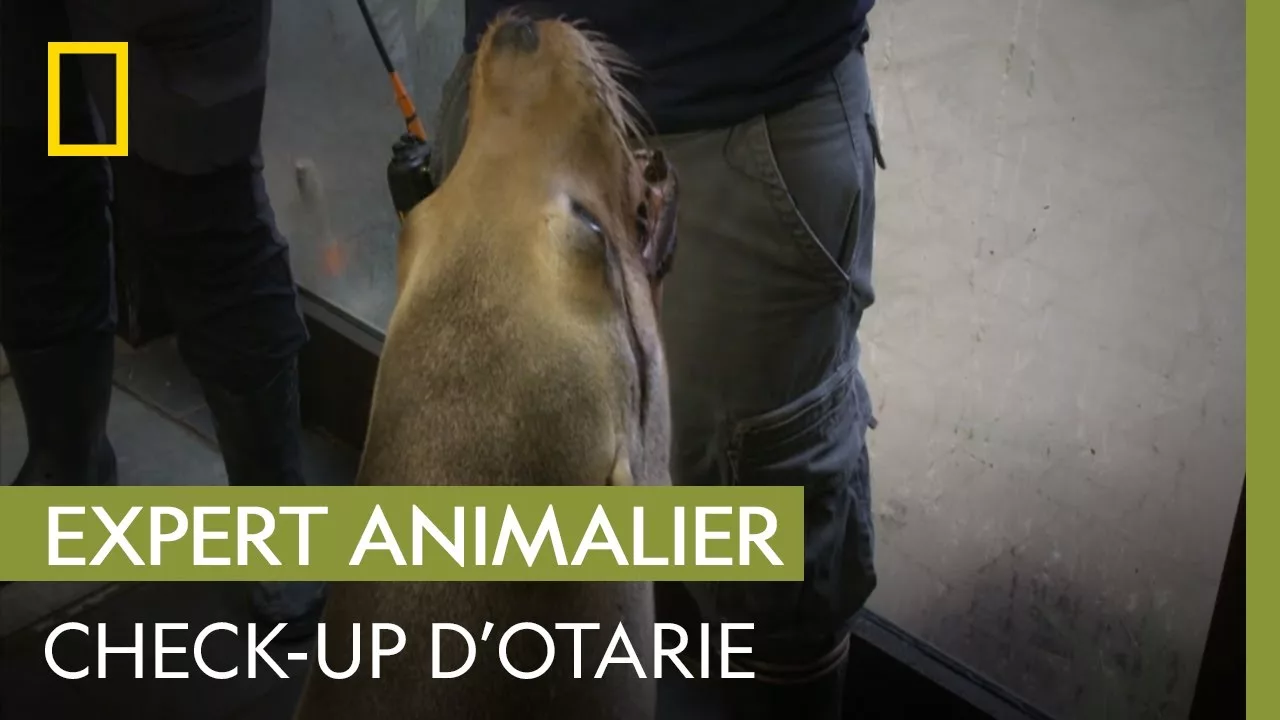 Documentaire Check-up matinal des otaries au Zoo de La Flèche