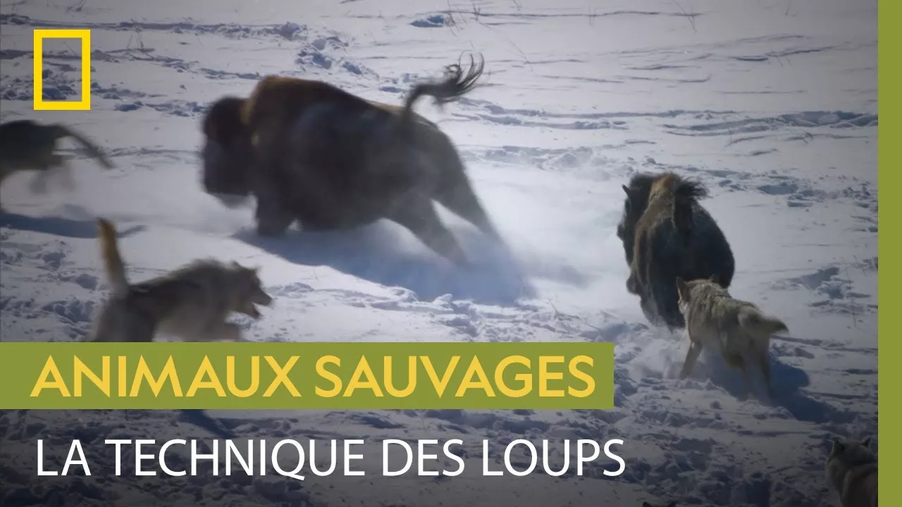 Documentaire Comment les loups utilisent leur odorat surdeveloppé pour choisir leurs proies