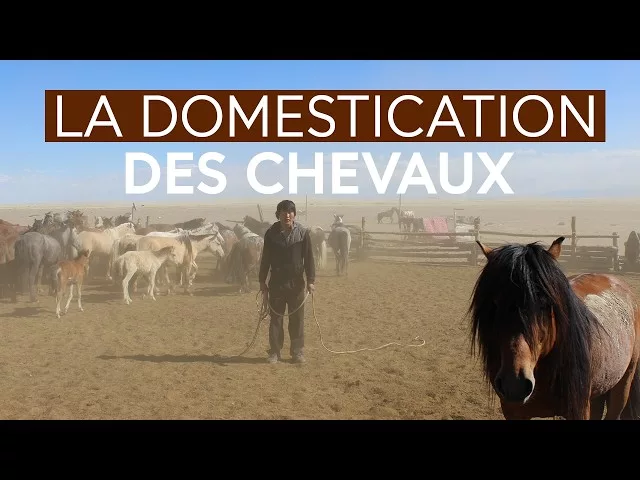 La conquête du cheval : un voyage génétique à travers le temps