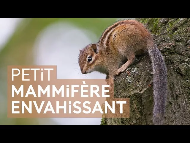 Documentaire Les écureuils exotiques envahissants en France : impacts et gestion