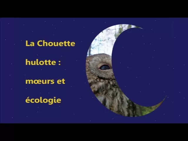 Un rapace nocturne : la hulotte parisienne