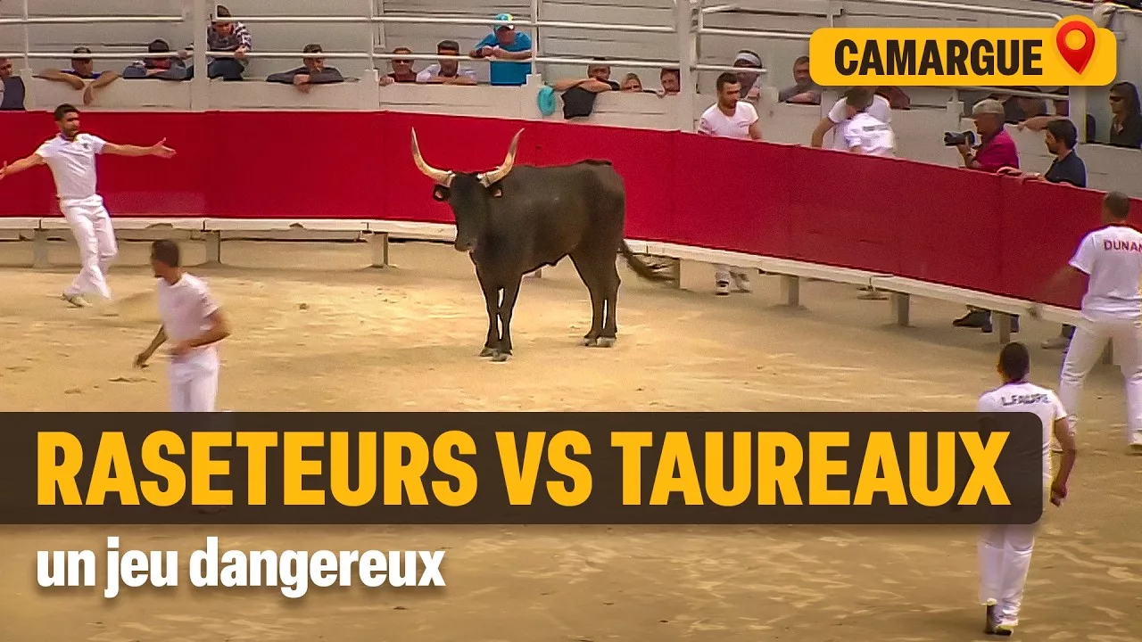 Documentaire Courses camarguaises : ces hommes défient ces animaux sauvages