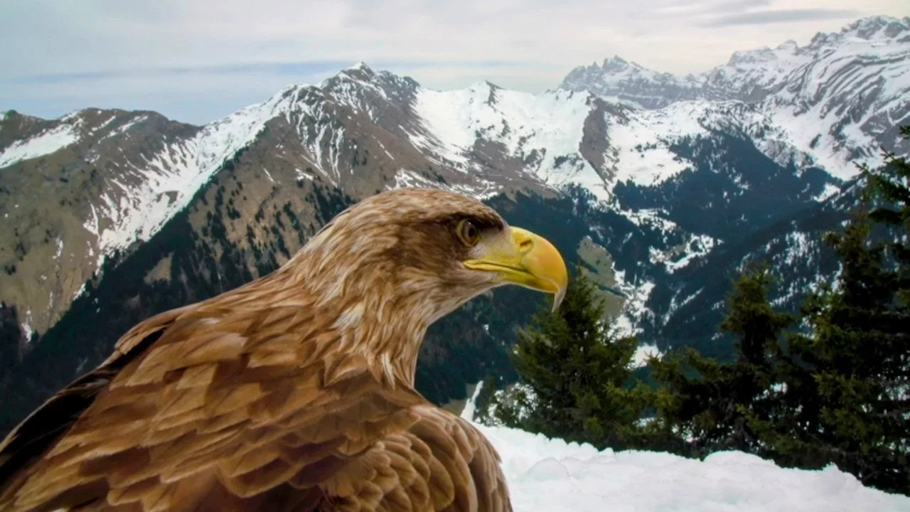 Documentaire La légende des aigles