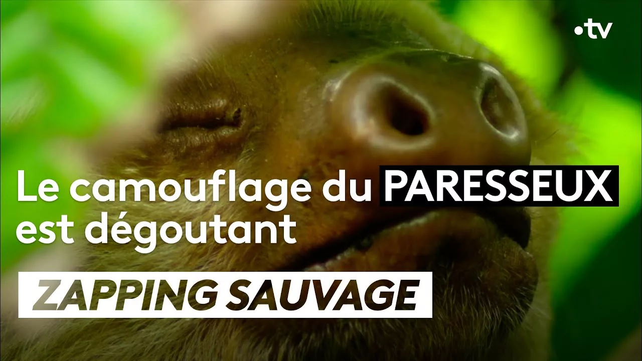 Le camouflage du paresseux est dégoutant