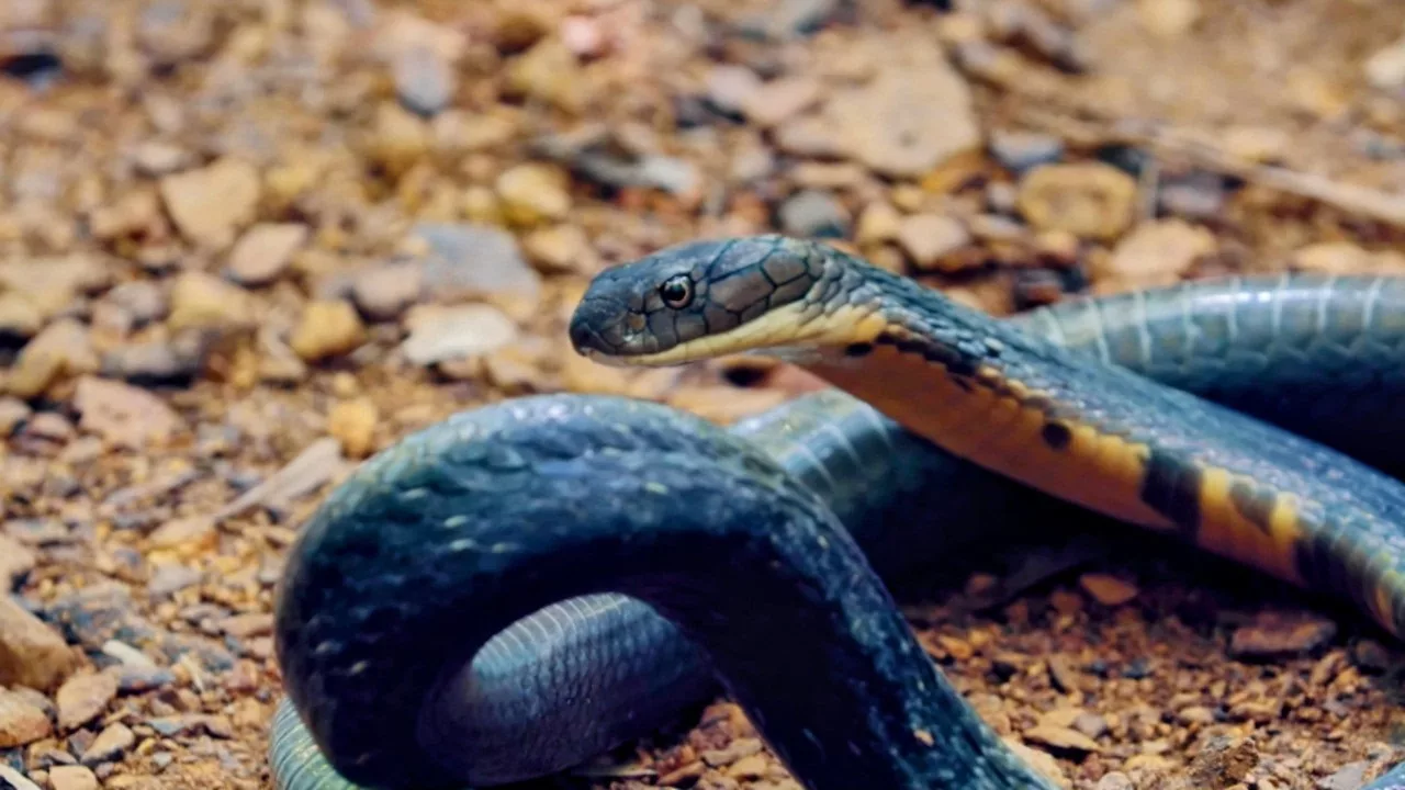 Documentaire Le roi des cobras, le plus dangereux au monde