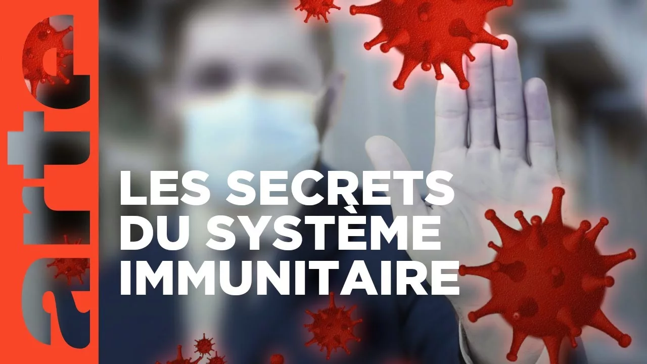 Le système immunitaire, un puissant gardien