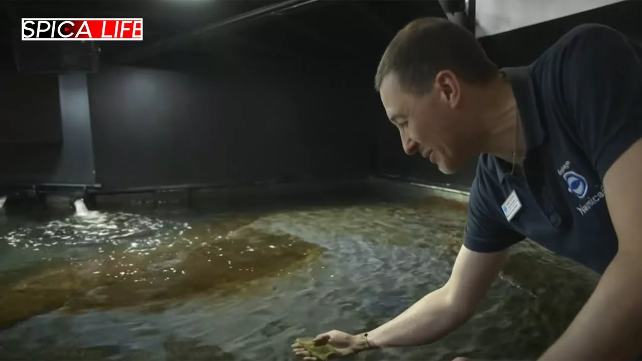 Les coulisses du plus grand aquarium de France