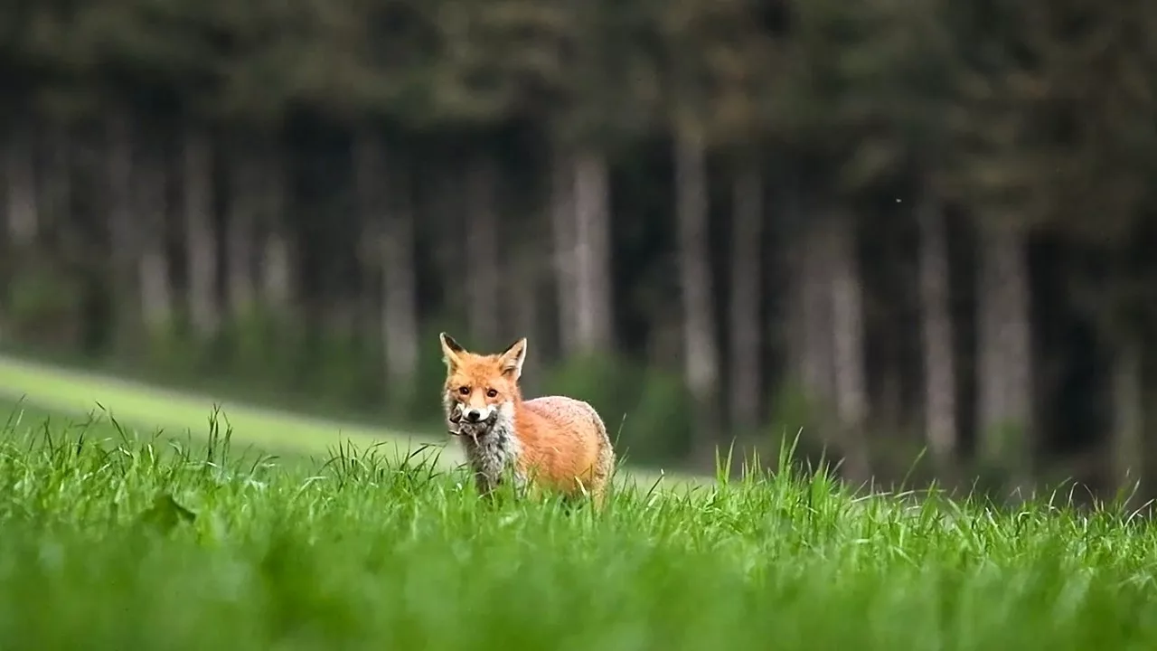 Les fermes sauvages : révolution dans nos campagnes