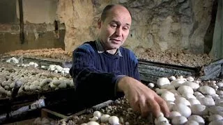 Documentaire Les secrets des champignons