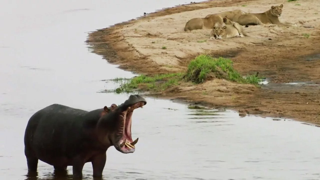 Documentaire Lions VS hippopotame