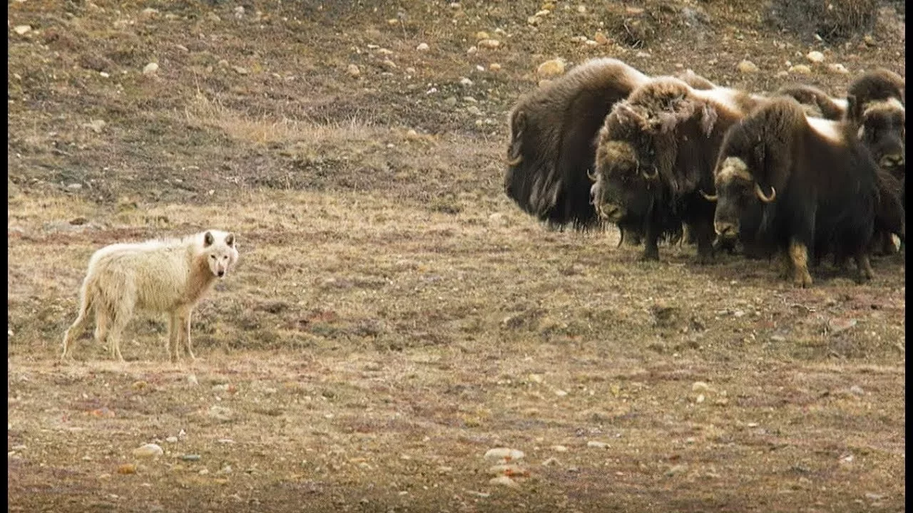 Loups VS bœufs musqués