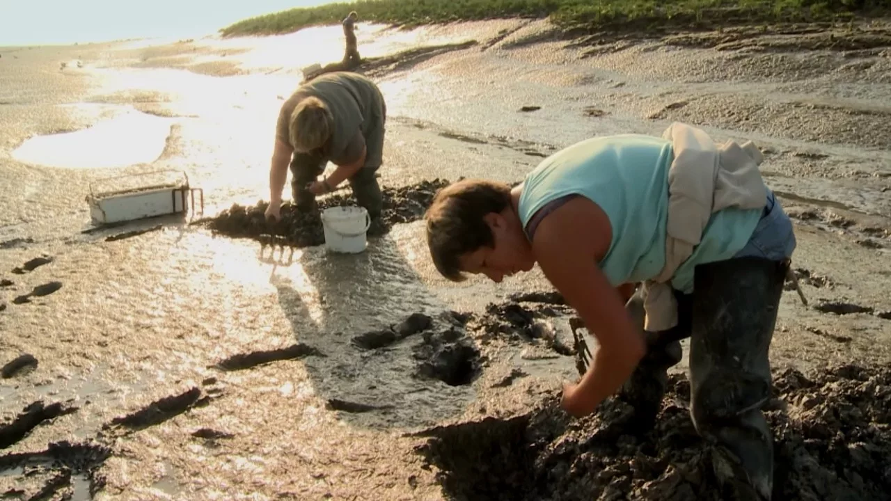 Documentaire Métier insolite : les moissonneurs de la baie