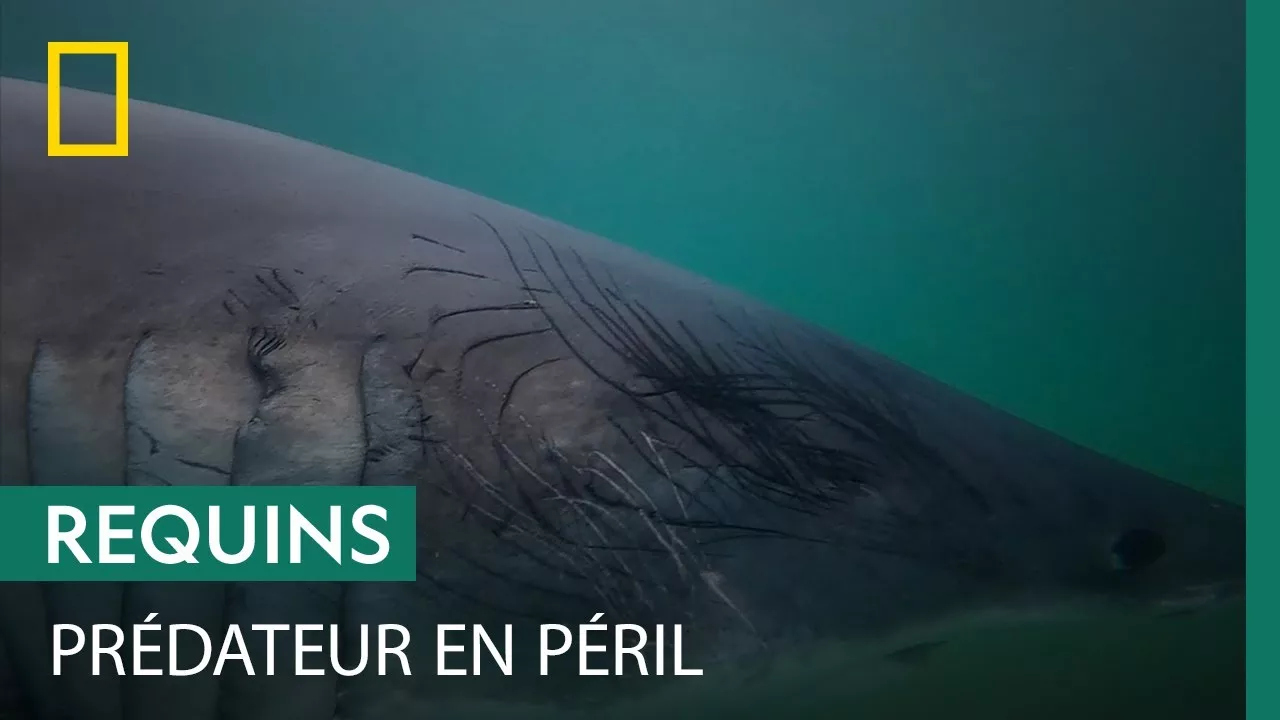 Pourquoi ce jeune requin a-t-il autant de traces de griffures ?