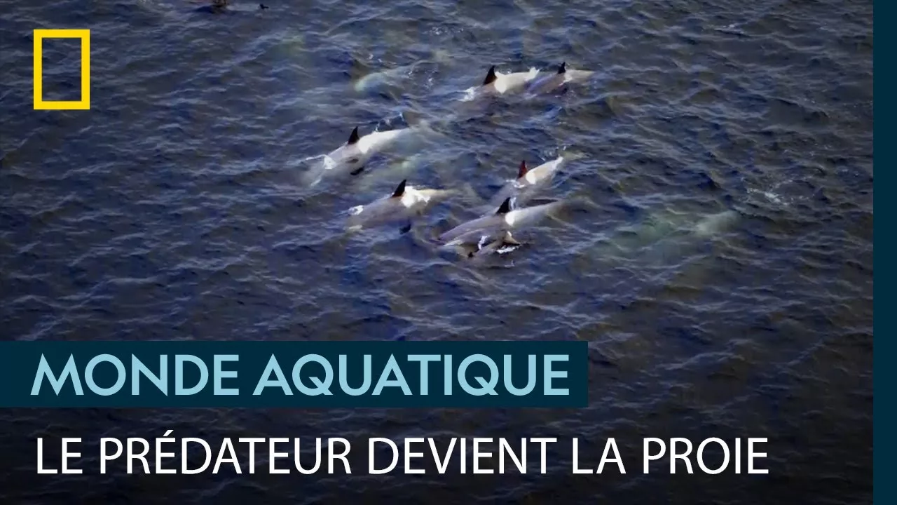 Documentaire Un groupe d’orques se fait chasser par des otaries