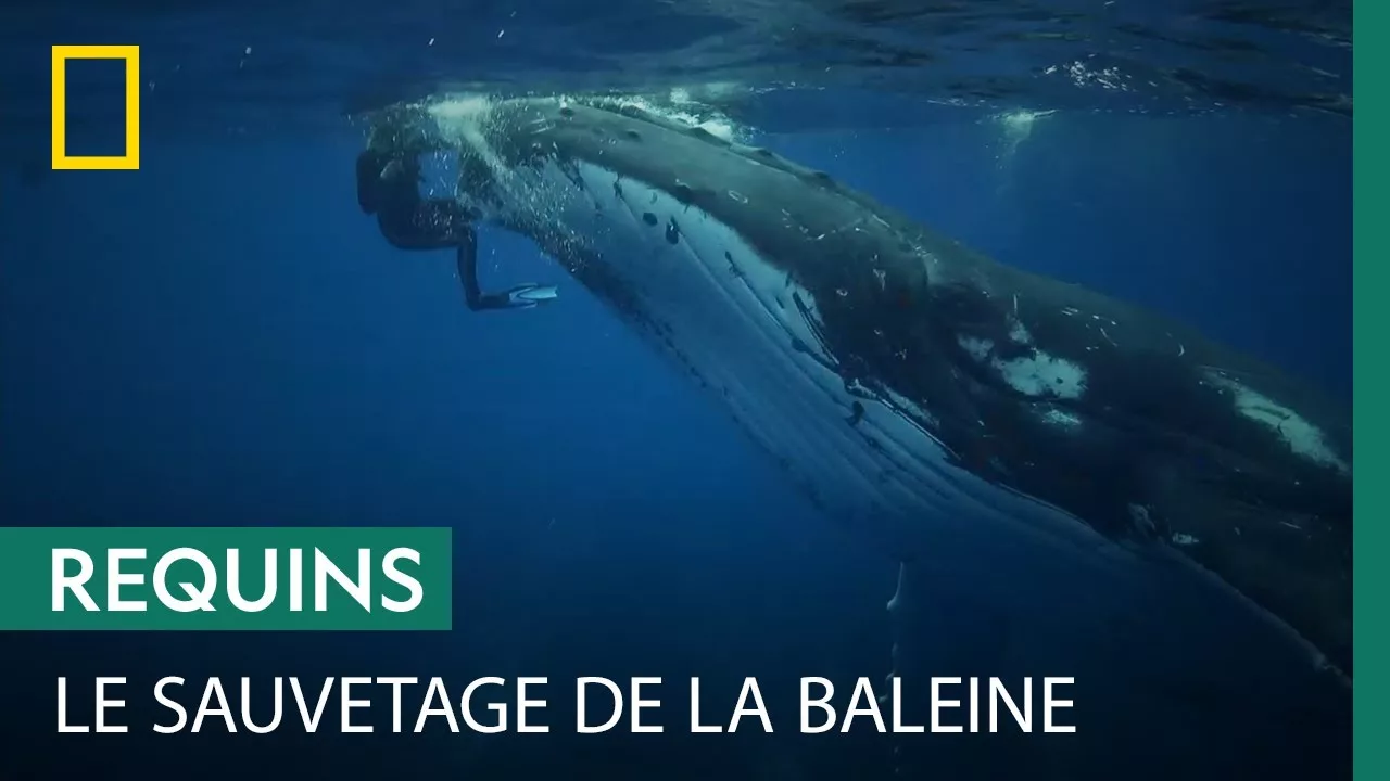 Documentaire Une baleine protège une plongeuse de l’attaque d’un requin