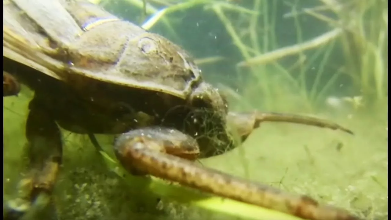 Documentaire Une punaise géante tue une grenouille !