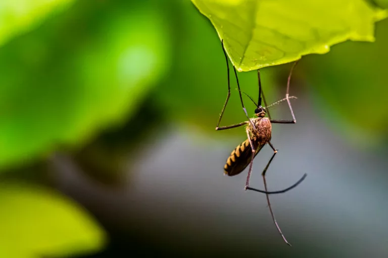 Article | Aedes aegypti : le moustique qui traque ses proies humaines grâce à l’infrarouge