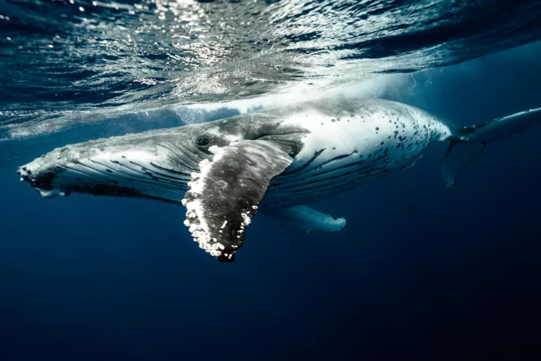 Article | Comment dorment les baleines ?