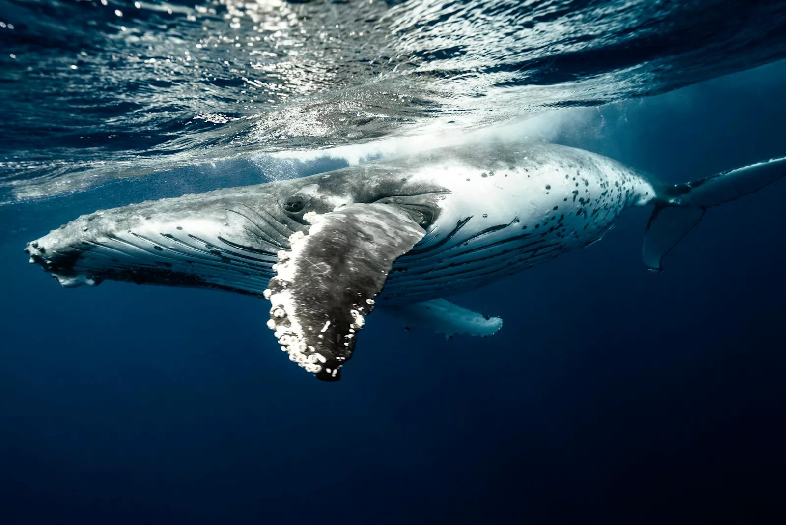 Documentaire Comment dorment les baleines ?