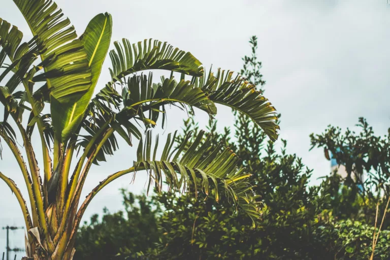 Article | Comment faire pousser un bananier à partir d’une banane ?