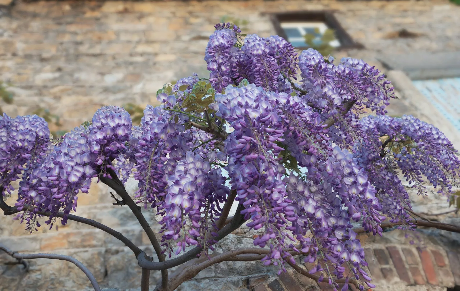 En combien de temps pousse une graine de glycine ?