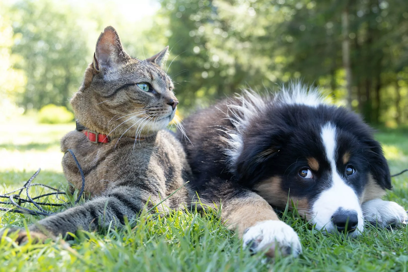 La leishmaniose chez le chat, bien que rare par rapport à son incidence chez le chien, représente une menace significative pour la santé des félins